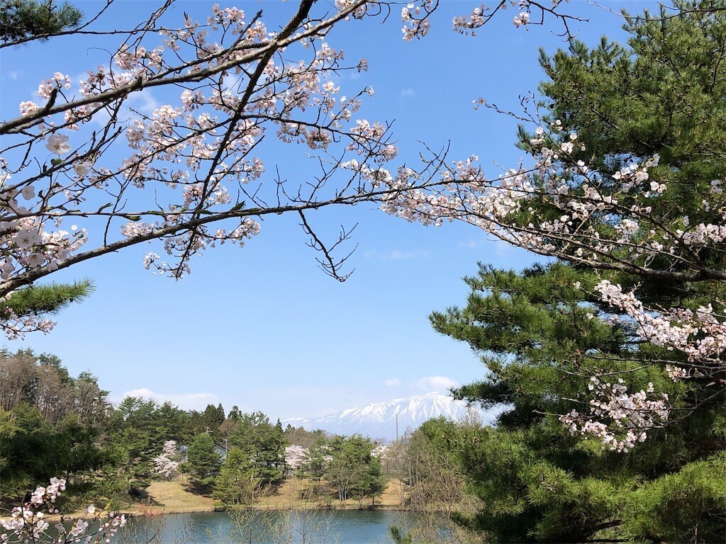 岩手県紫波郡矢巾町の福田パンを買い、近くの湯沢中央公園で花見をしてきました！