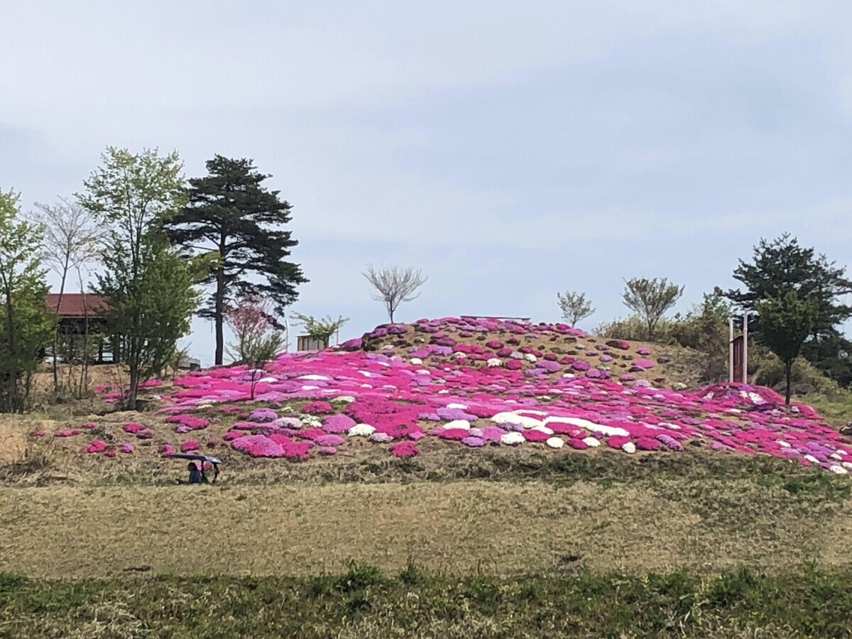 岩手県奥州市の染川芝桜公園〜東和温泉のルートでお出かけしてきました。
