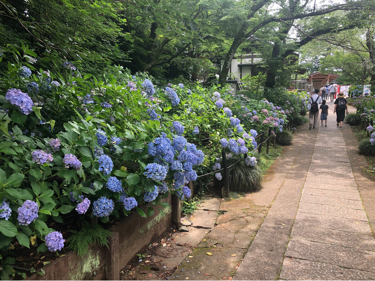 千葉県松戸市の本土寺に行ってきました
