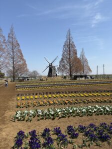 （入場・駐車場無料）千葉県柏市のあけぼの山農業公園で春の花畑と鯉の池を家族で散策してきました